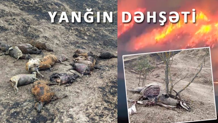 Şabrandakı yanğından dəhşətli GÖRÜNTÜLƏR-FOTO