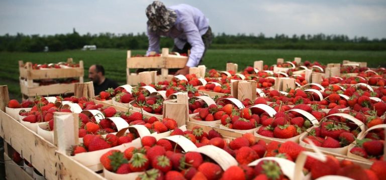 Cəlilabadda bu il 650 hektar sahədə çiyələk əkilib – 18265 ton məhsul yığılıb