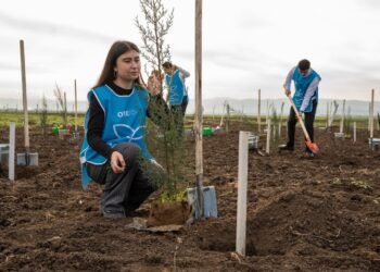 Cəlilabadda 600-də çox sərv ağacı əkildi – FOTOLAR