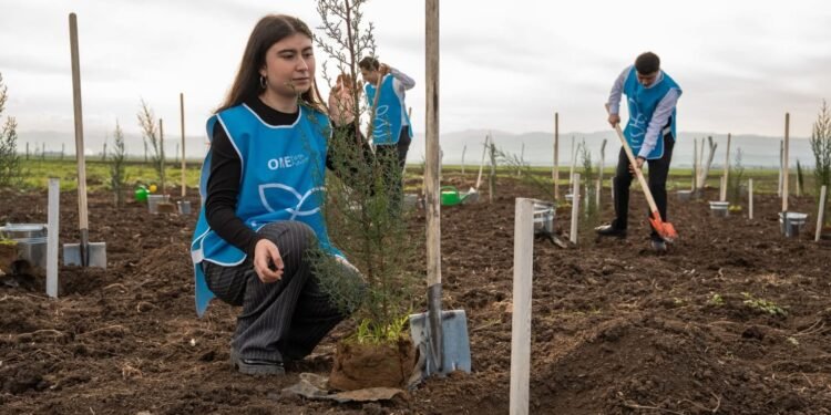 Cəlilabadda 600-dən çox sərv ağacı əkildi - FOTOLAR