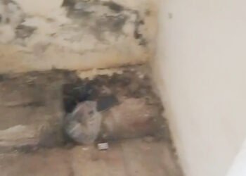 Yevlax stadionunda biabırçı vəziyyət – VİDEO