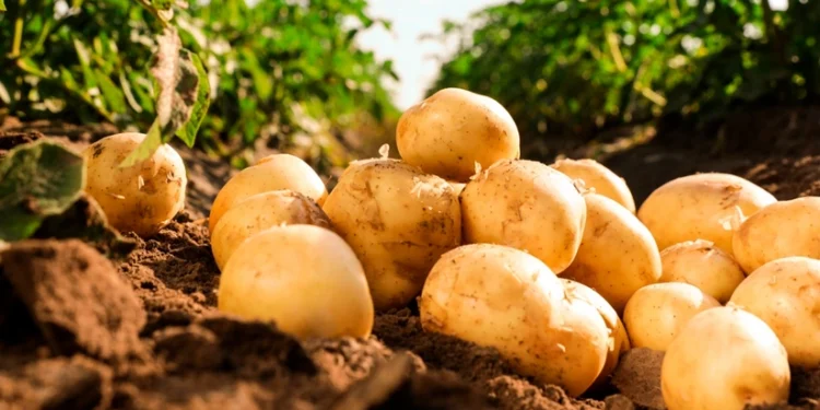 Cəlilabadda payızlıq kartof yığımı yekunlaşdı - Məhsulun miqdarı açıqlandı