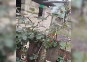 Kirayədə qaldığı evin sahibini öldürüb üstündə it damı tikdi – VİDEO