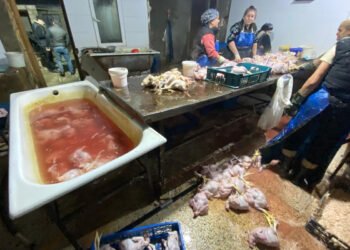 Xırdalanda “Kənd toyuqları”nı bu vannalarda “istehsal edirmişlər” – FOTOLAR