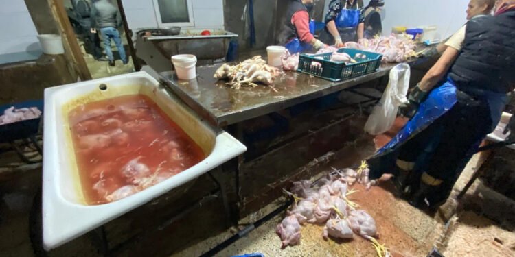 Xırdalanda "Kənd toyuqları"nı bu vannalarda "istehal edirmişlər" - FOTOLAR