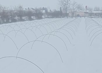 Cəlilabad ağ örpəyə büründü – FOTOLAR