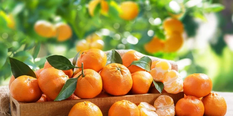 Azərbaycan əsas tədarük bazarına mandarin tədarükünü kəskin artırıb