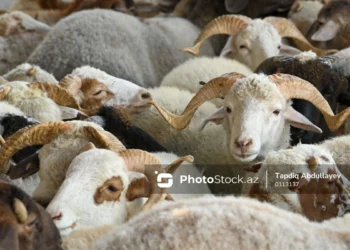 Ət bazarında canlanma: Qiymətlər ucuzlaşacaqmı? - VİDEO