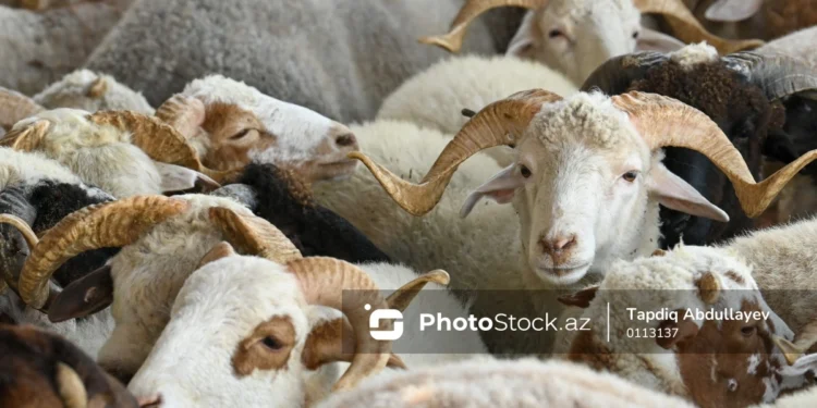 Ət bazarında canlanma: Qiymətlər ucuzlaşacaqmı? - VİDEO