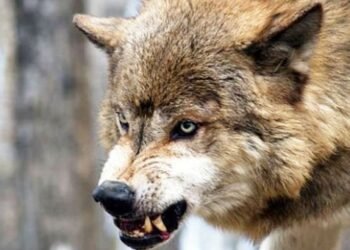 Lənkəran və Masallıda canavarlar kəndə hücum etdi