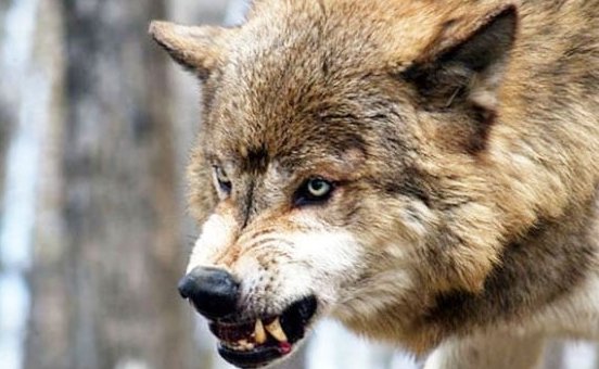 Lənkəran və Masallıda canavarlar kəndə hücum etdi