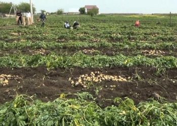 Cəlilabadda “parnik” kartofun yığımına başlanıldı – FOTO