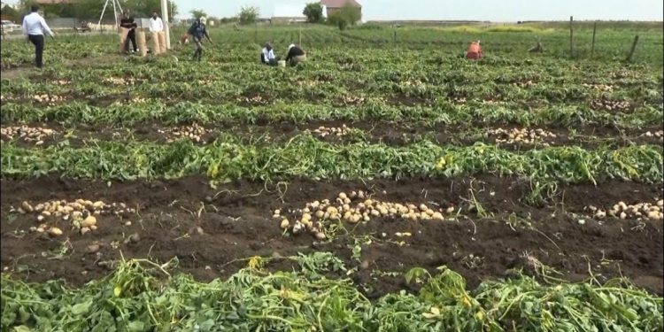 Cəlilabadda "parnik" kartofun yığımına başlanıldı - FOTO