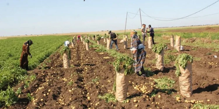 Cəlilabadda kartofun nə alıcısı var, nə də fəhləsi, adamlar çiyələk əkininə keçir... - Əkinçilər danışdı