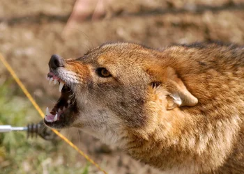 Azərbaycanda vəhşi heyvanlar sakinlərə hücum etdi - Xəsarət alanlar var - FOTO