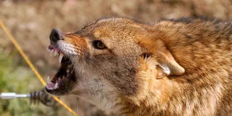 Azərbaycanda vəhşi heyvanlar sakinlərə hücum etdi - Xəsarət alanlar var - FOTO
