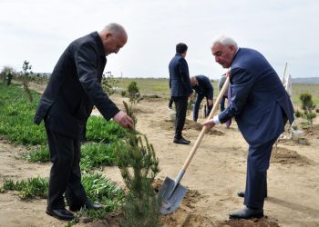 Pirallahıda ağacəkmə aksiyası və elmi-praktik konfrans keçirildi - FOTOLAR