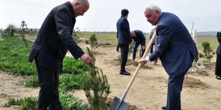 Pirallahıda ağacəkmə aksiyası və elmi-praktik konfrans keçirildi - FOTOLAR