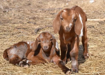 Çəpiş ətinə tələbat niyə artıb? - VİDEO