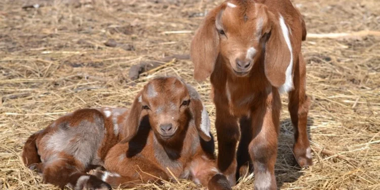 Çəpiş ətinə tələbat niyə artıb? - VİDEO