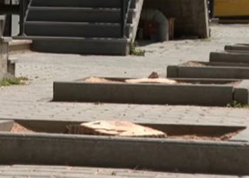 Bakıda ağacları kim kəsib? - VİDEO