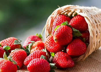 Cəlilabadda çiyələk yığımına başlanıldı - FOTOLAR