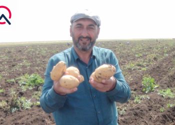 "300 min ziyandayıq..." - Cəlilabadda fermerlər satdıqları kartofun pulunu ala bilmirlər