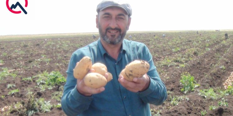"300 min ziyandayıq..." - Cəlilabadda fermerlər satdıqları kartofun pulunu ala bilmirlər