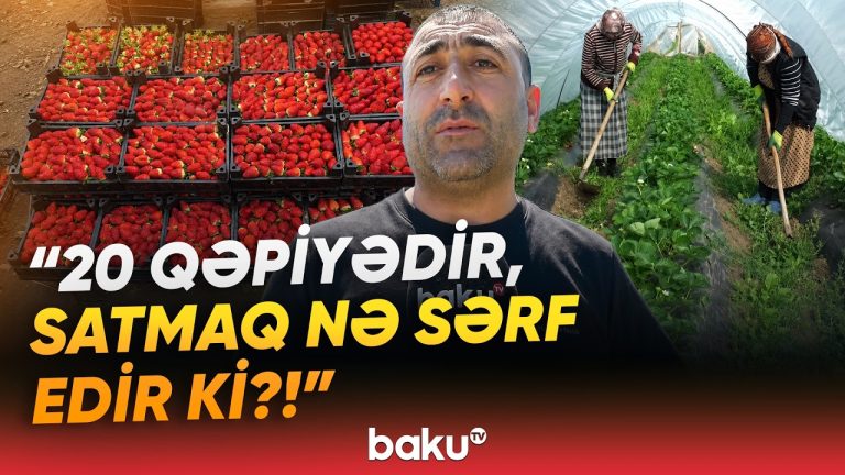 “Bir işçinin gündəlik haqqı 30 manatdır…” – Cəlilabadda çiyələk əkən fermerlər fəryad etdi – VİDEO