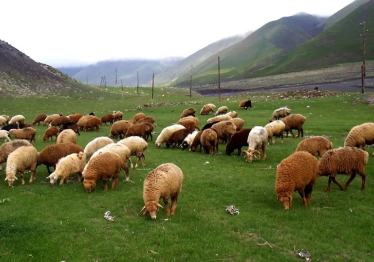 Azərbaycan niyə Gürcüstandan qoyun alır? – Yerli istehsalda CİDDİ PROBLEMLƏR