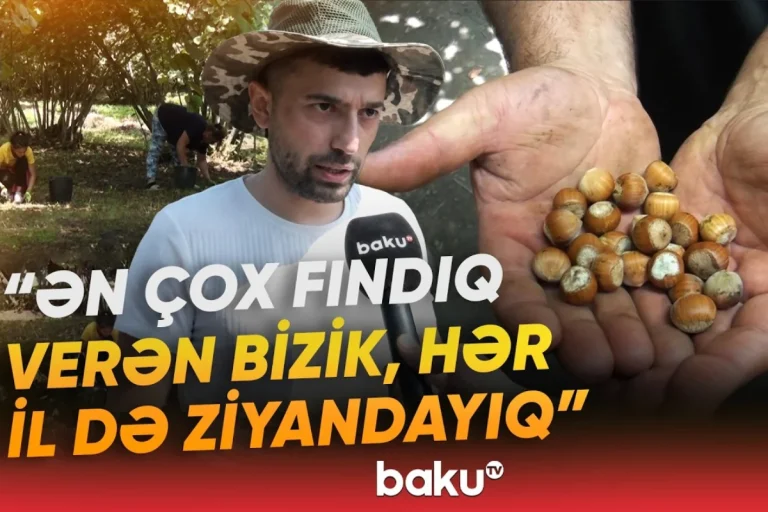 Qax sakinlərinin yığdığı fındıq niyə əllərində qalıb? – VİDEO